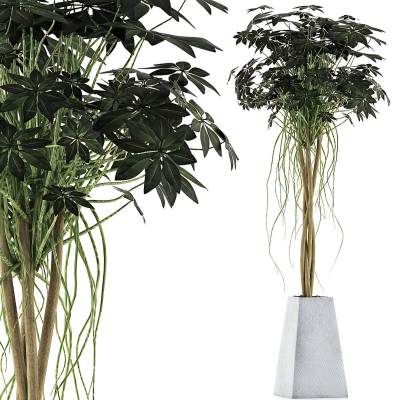 植物